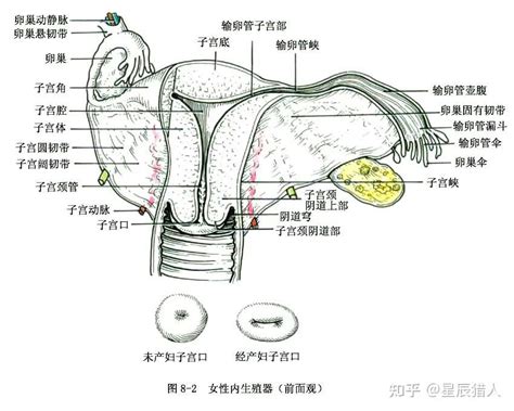 女性生殖器|女性生殖系统解剖图（建议收藏）